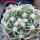 DISCOCACTUS petr-halfari MH 725, SEEDLING