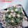 DISCOCACTUS petr-halfari MH 725, SEEDLING
