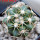 DISCOCACTUS petr-halfari MH 725, SEEDLING