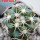DISCOCACTUS petr-halfari MH 725, SEEDLING