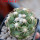 DISCOCACTUS petr-halfari MH 725, SEEDLING