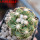 DISCOCACTUS petr-halfari MH 725, SEEDLING