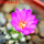 MAMMILLARIA bertholdii GCG 10006, 5 cm pot, SEEDLING