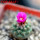 STROMBOCACTUS esperanzae var. nova long spines, SN 2014.0201, 5 cm pot, flowering SEEDLING
