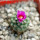 STROMBOCACTUS esperanzae var. nova long spines, SN 2014.0201, 5 cm pot, flowering SEEDLING