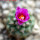 STROMBOCACTUS esperanzae var. nova long spines, SN 2014.0201, 5 cm pot, flowering SEEDLING