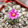 STROMBOCACTUS esperanzae var. nova long spines, SN 2014.0201, 5 cm pot, flowering SEEDLING