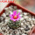 STROMBOCACTUS esperanzae var. nova long spines, SN 2014.0201, 5 cm pot, flowering SEEDLING
