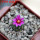 STROMBOCACTUS esperanzae var. nova long spines, SN 2014.0201, 5 cm pot, flowering SEEDLING