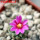 STROMBOCACTUS esperanzae var. nova long spines, SN 2014.0201, 5 cm pot, flowering SEEDLING