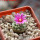 STROMBOCACTUS esperanzae var. nova long spines, SN 2014.0201, 5 cm pot, flowering SEEDLING