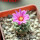 STROMBOCACTUS esperanzae var. nova long spines, SN 2014.0201, 5 cm pot, flowering SEEDLING