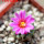 STROMBOCACTUS esperanzae var. nova long spines, SN 2014.0201, 5 cm pot, flowering SEEDLING