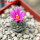 STROMBOCACTUS esperanzae var. nova long spines, SN 2014.0201, 5 cm pot, flowering SEEDLING