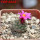 STROMBOCACTUS esperanzae var. nova long spines, SN 2014.0201, 5 cm pot, flowering SEEDLING