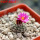 STROMBOCACTUS esperanzae var. nova long spines, SN 2014.0201, 5 cm pot, flowering SEEDLING