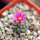 STROMBOCACTUS esperanzae var. nova long spines, SN 2014.0201, 5 cm pot, flowering SEEDLING