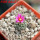 STROMBOCACTUS esperanzae var. nova long spines, SN 2014.0201, 5 cm pot, flowering SEEDLING