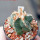 AZTEKIUM valdezii GCG 10893, clone C, own roots, 5,5 cm pot, rooted offset