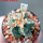 AZTEKIUM valdezii GCG 10893, clone C, own roots, 5,5 cm pot, rooted offset