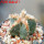 AZTEKIUM valdezii GCG 10893, clone K, own roots, 5,5 cm pot, rooted offset