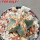 AZTEKIUM valdezii GCG 10893, clone K, own roots, 5,5 cm pot, rooted offset