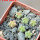 AZTEKIUM valdezii GCG 10893, own roots, 5 cm pot, 6 pcs., SEEDLINGS