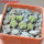 AZTEKIUM valdezii GCG 10893, own roots, 5 cm pot, 6 pcs., SEEDLINGS
