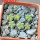 AZTEKIUM valdezii GCG 10893, own roots, 5 cm pot, 6 pcs., SEEDLINGS