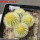 UEBELMANNIA pectinifera var. eriocactoides RNK 99,  6,5 cm pot, 5 pcs., SEEDLINGS