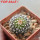 UEBELMANNIA meninensis f. rubra RNK 22/2023, 5 cm pot, SEEDLING