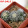 UEBELMANNIA meninensis f. rubra RNK 22/2023, 5 cm pot, 5 pcs., SEEDLINGS