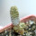 PSEUDOLITHOS dodsonianus, 5 cm pot, SEEDLING