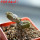 PSEUDOLITHOS dodsonianus, 5 cm pot, SEEDLING