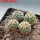 STROMBOCACTUS corregidorae VM 974, 6,5 cm pot, 4 pcs., SEEDLINGS 