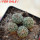 STROMBOCACTUS corregidorae VM 974, 6,5 cm pot, 4 pcs., SEEDLINGS 
