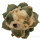 ARIOCARPUS furfuraceus cv. Zonge Batan, illustrative photo