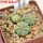 AZTEKIUM ritteri f. intercostatum GCG 10888, Puente Ciprian, 5 cm pot, 3 pcs. SEEDLINGS