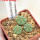 AZTEKIUM ritteri f. intercostatum GCG 10888, Puente Ciprian, 5 cm pot, 3 pcs. SEEDLINGS