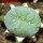 LOPHOPHORA alberto-vojtechii f. cristata, 6 cm pot, grafted