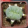 LOPHOPHORA alberto-vojtechii f. cristata, 6 cm pot, grafted