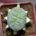 LOPHOPHORA alberto-vojtechii f. cristata, 6 cm pot, grafted