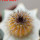 UEBELMANNIA pectinifera var. inhaiensis n.n. RNK 11 f. Aurea, Boa Vista, Inhaí