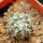 COPIAPOA columna - alba GCG 15329b, f. white spines ex Gerardo Snicer, seedling