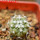 COPIAPOA columna - alba GCG 15329b, f. white spines ex Gerardo Snicer, seedling
