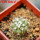 COPIAPOA columna - alba GCG 15329b, f. white spines ex Gerardo Snicer, seedling