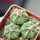 AZTEKIUM ritteri f. intercostatum GCG 10888, Puente Ciprian, 5 cm pot, 3 pcs. SEEDLINGS