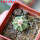 AZTEKIUM ritteri f. rotundum GCG 10005, El Barreal, 6 cm pot, 2,3 cm SEEDLING