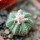 AZTEKIUM ritteri f. rotundum GCG 10005, El Barreal, 6 cm pot, 2,3 cm SEEDLING