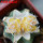 ESCOBARIA abdita GCG 10974 var. aurea, grafted